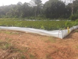 Mirigama Nursery